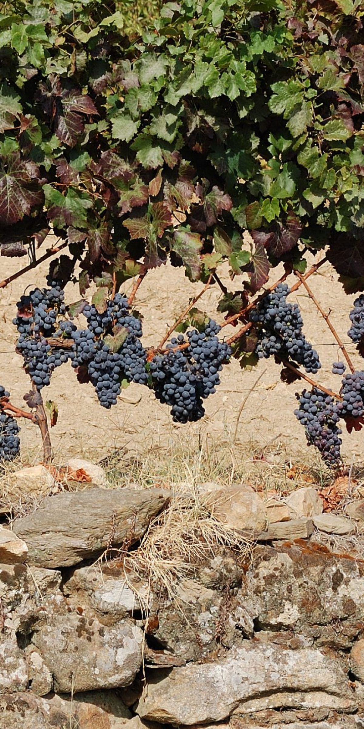 Douro wine harvesting