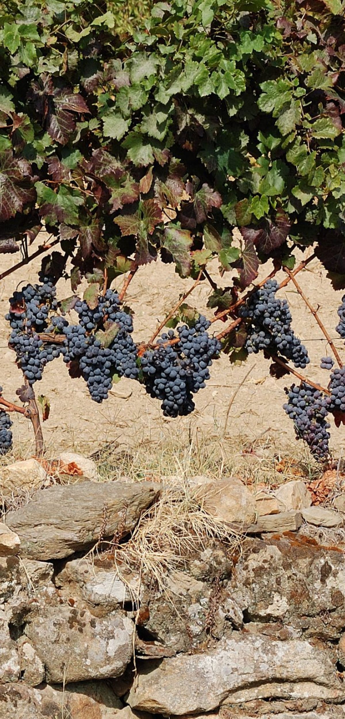 Douro wine harvesting
