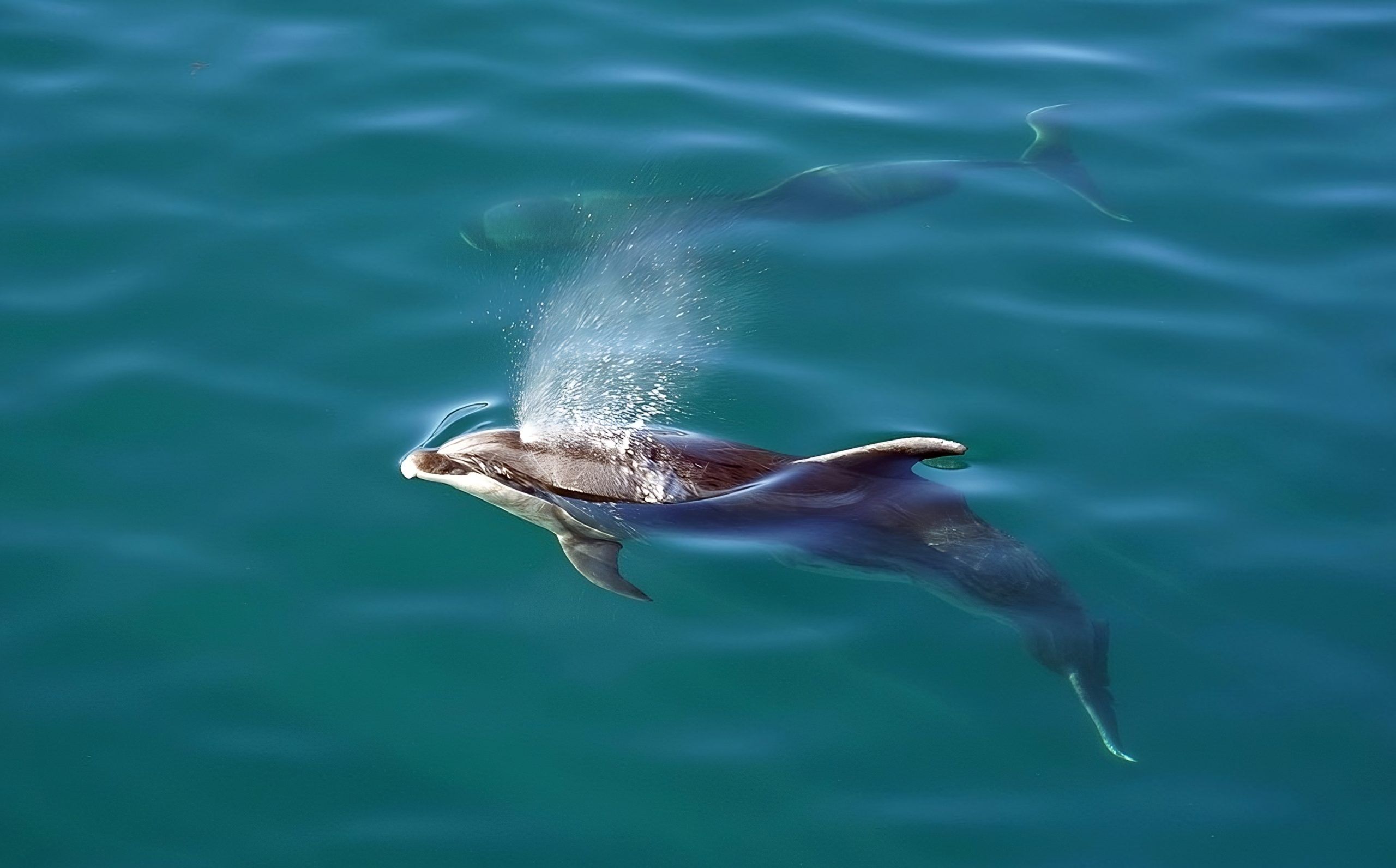 Private Algarve Wildlife Boat Excursion