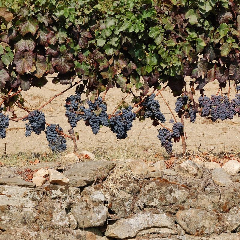 Wine Harvesting at a Douro Valley Quinta
